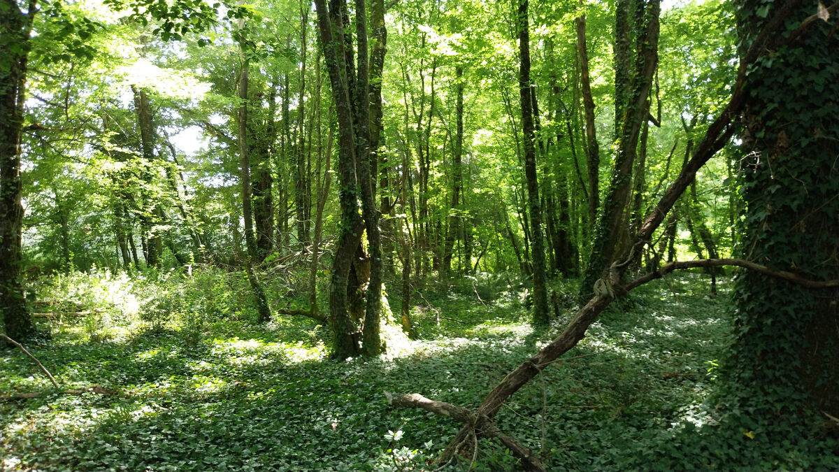 Image description