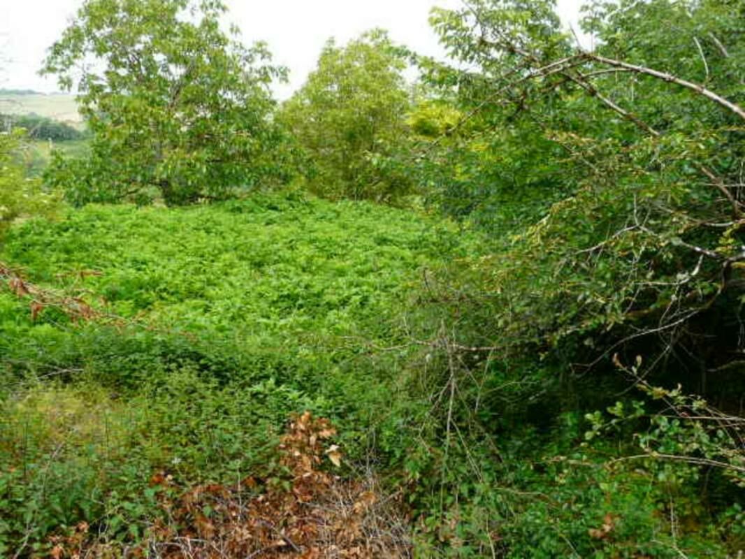 Image description